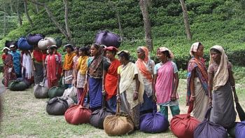 চা-শ্রমিকদের ন্যায্য মজুরি নিশ্চিত করুন
