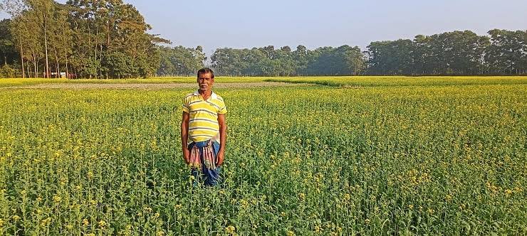 ফেনীতে সরিষার বাম্পার ফলনে কৃষকের মুখে হাসি