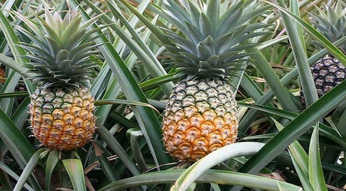 টাঙ্গাইলে আনারসের বাম্পার ফলন