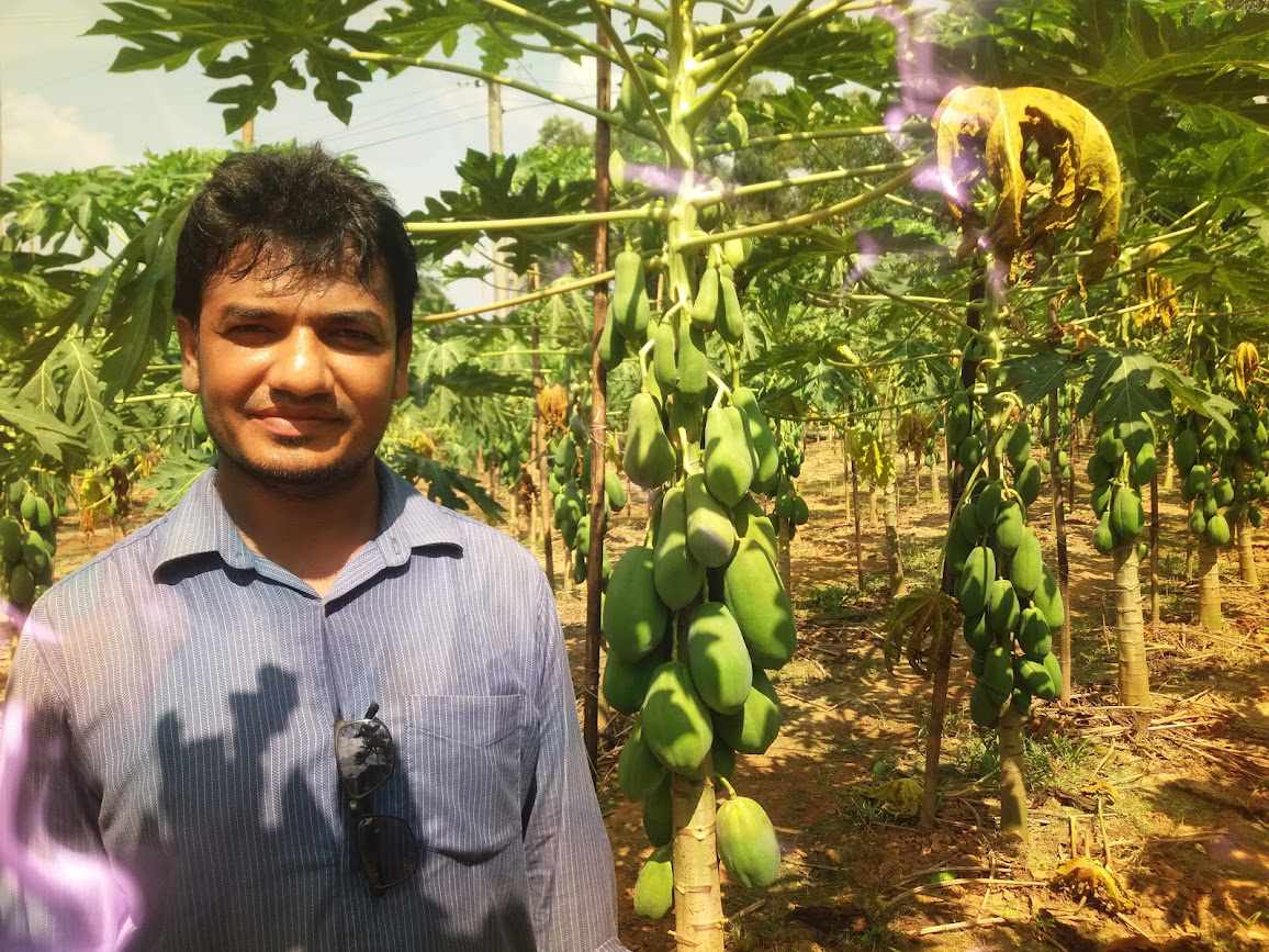 ভালুকায় পেঁপে চাষে কাকনের ভাগ্য বদল