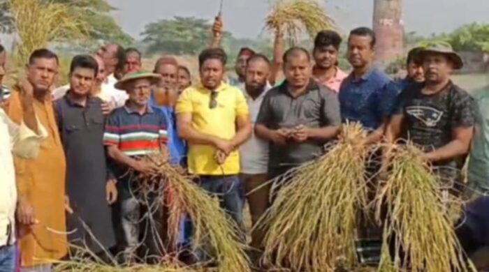 প্রান্তিক কৃষকদের ধান কেটে দিলেন কৃষক দল নেতা-কর্মীরা
